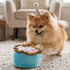 Birthday Boy Cake Dog Toy