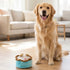 Birthday Boy Cake Dog Toy
