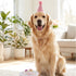 Birthday Girl Cake Dog Toy