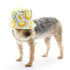 Bucket Dog Hat Lemonade