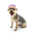 Bucket Dog Hat Rainbow