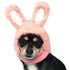 Bunny Dog Hat