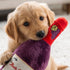 Cavalier Sauvignon Wine Bottle Dog Toy
