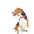 City Dog Collar Park Ave Pink