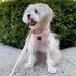 City Dog Leash Blush