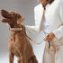 City Dog Leash Dune