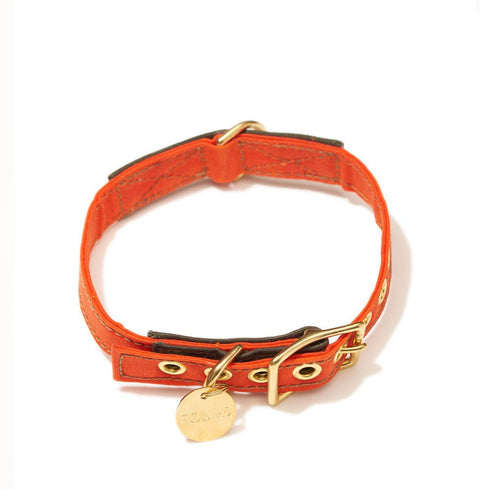 Cotton Canvas Dog Collar Orange
