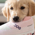 DOG Workout Shoe Dog Toy