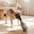 Dog Perignonn Champagne Dog Toy