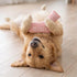 Doggo Athletic Sock Dog Toy