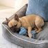 Dogior Bone Dog Toy