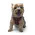 EasyGO Plaid Step-In Dog Harness