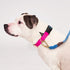Flat Webbing Cotton Dog Collar Jolie