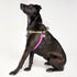Flat Webbing Cotton Dog Harness Jolie