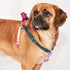 Flat Webbing Cotton Dog Harness Jolie