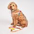 Flat Webbing Cotton Dog Harness Jolie