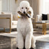 Fursace Bone Dog Toy