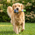 Grrrona Beer Dog Toy