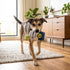 Grrrona Can Dog Toy