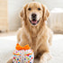 Happy Birthday Gift Box Dog Toy