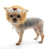 Lion Dog Hat