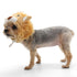 Lion Dog Hat
