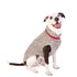 Oatmeal Cable Knit Dog Sweater