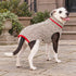 Oatmeal Cable Knit Dog Sweater