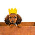 Pawty Dog Crown Brights