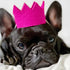Pawty Dog Crown Brights