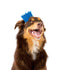 Pawty Dog Crown Brights