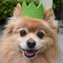 Pawty Dog Crown Brights