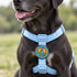 Peace Dog Jiby Dog Charm