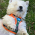 Plush Step In Air Mesh Dog Harness Camo/Orange