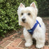 Plush Step In Air Mesh Dog Harness Lapis Blue