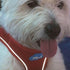 Plush Step In Air Mesh Dog Harness Red