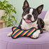 Rainbow Bone Dog Toy
