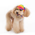 Rainbow Dog Hat