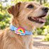 Rainbow Jiby Dog Charm