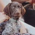 Recycled Ripstop Dog Collar Sage