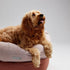 Rosebud Donut Dog Bed