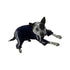 Run Run Run Dog Tracksuit Navy Blue