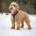 Sherpa Dog Harness 'Black'