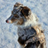 Sherpa Dog Harness 'Sand'