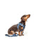 SoHo Dog Harness Denim