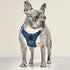 SoHo Dog Harness Denim