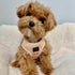 SoHo Dog Harness Dune