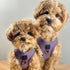 SoHo Dog Harness Lilac Grey