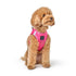 SoHo Dog Harness Park Ave Pink
