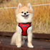 Soft Dog Harness C